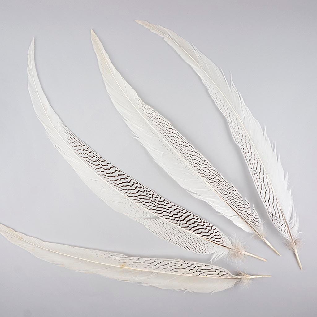 Silver Pheasant Tail Feathers - Natural - 20 - 25"