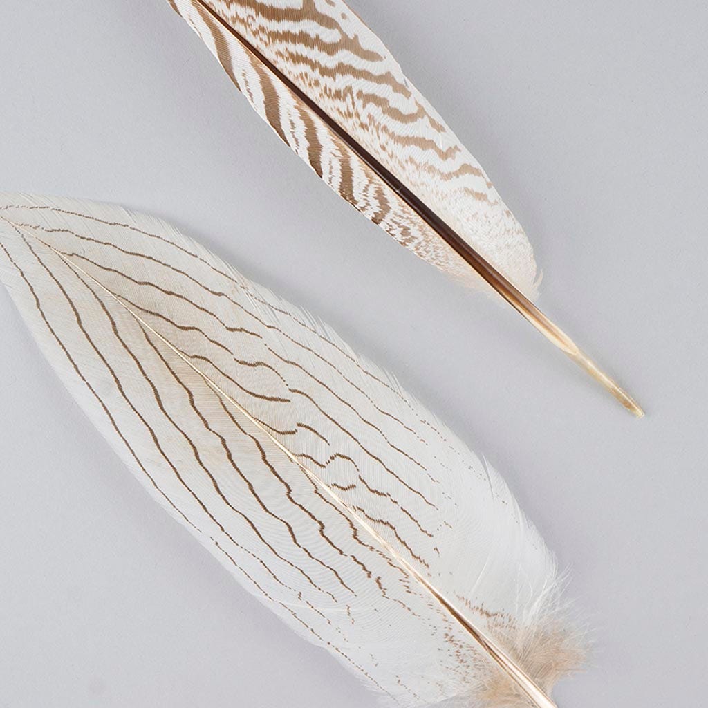 Tail Feathers, 50 Pieces - 8-10