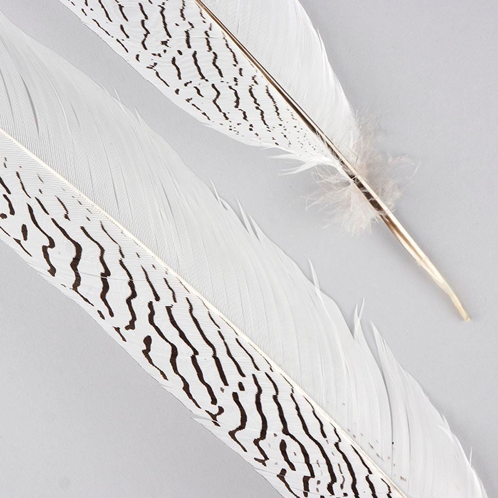 1/4 lb Natural Silver Pheasant Feathers