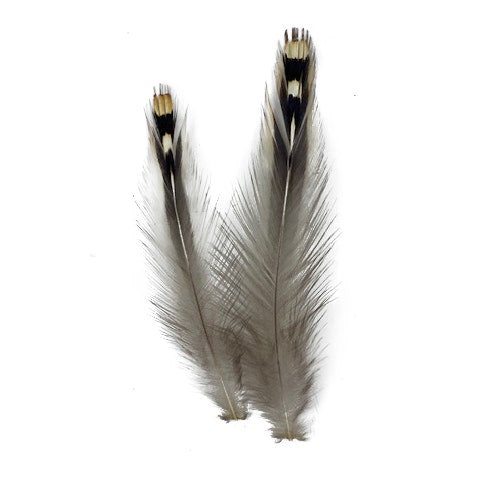 Jungle Cock Big Eye Loose 1-2" 10 PC/PKG