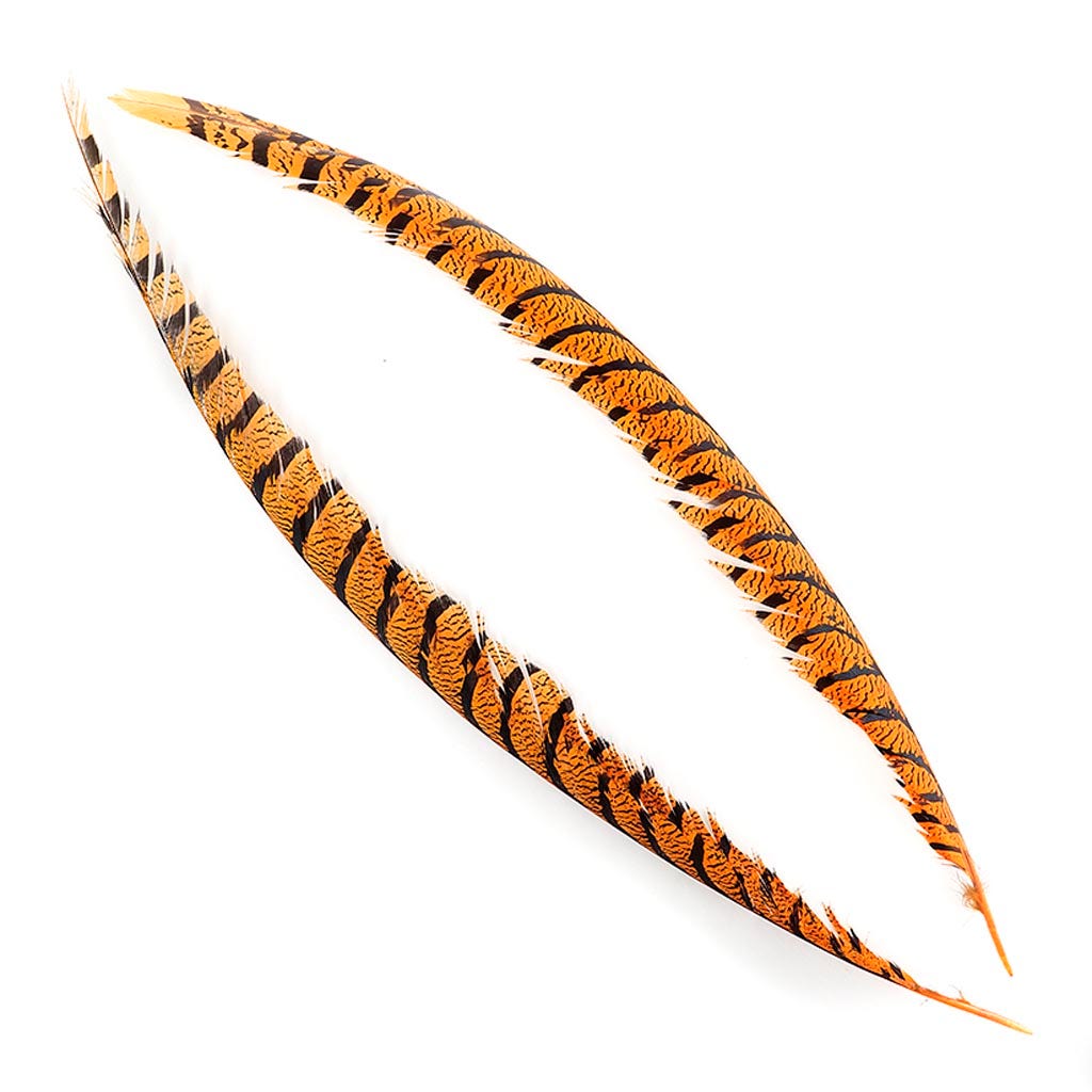 Lady Amherst Pheasant Tails - Mango