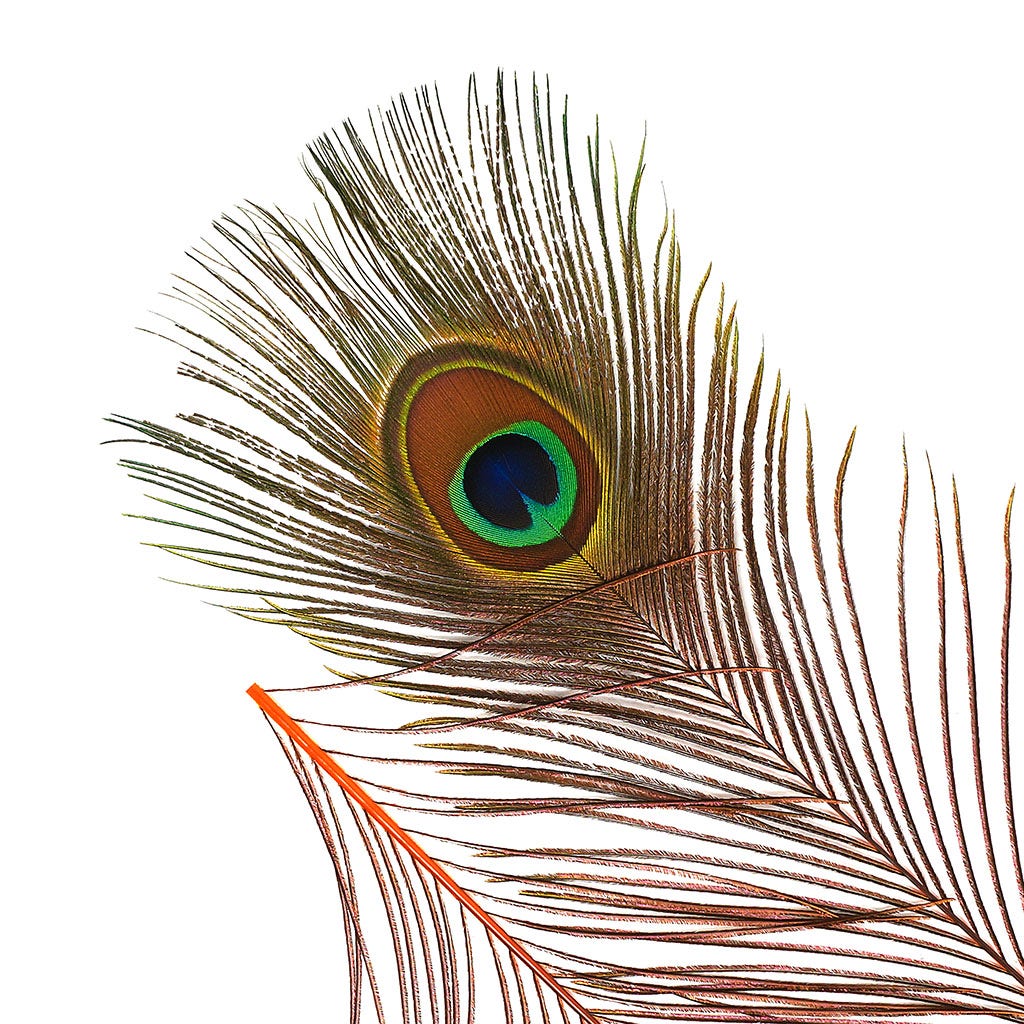 Peacock Feather Eyes Dyed Stem Orange