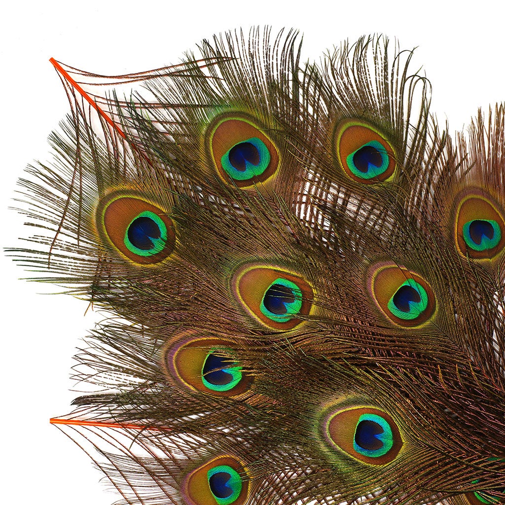 Peacock Feather Eyes Dyed Stem Orange