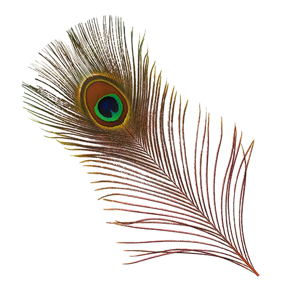 Bulk Peacock Eye Feathers (Full Eye) Stem Dyed 100 pc - 8-15" - Orange