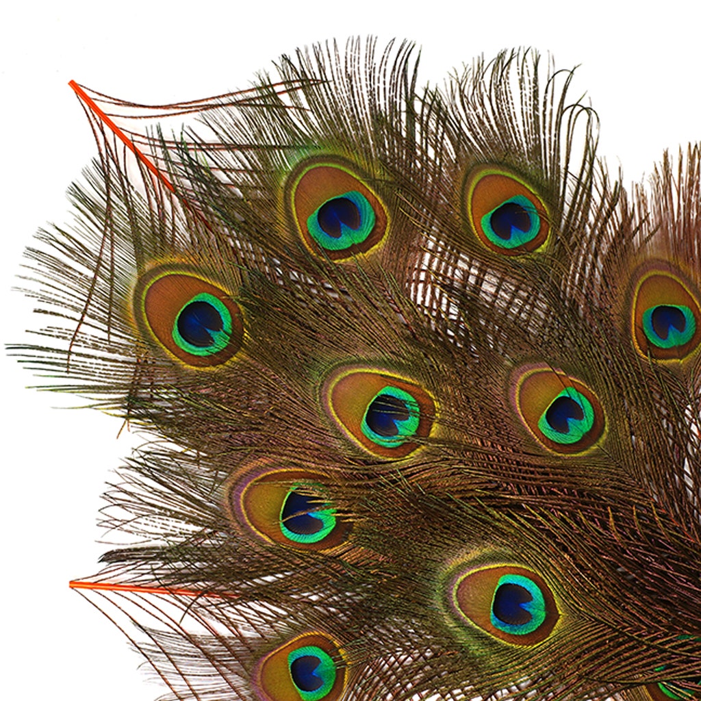 Bulk Peacock Eye Feathers (Full Eye) Stem Dyed 100 pc - 8-15" - Orange
