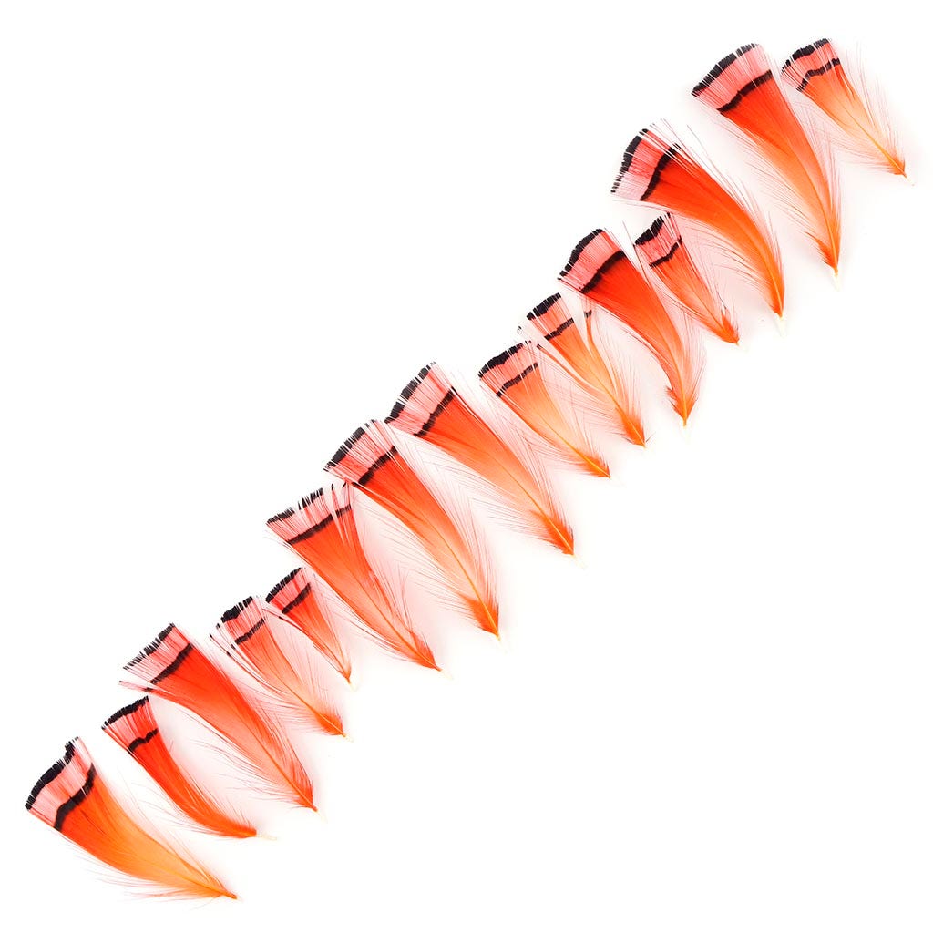 Pheasant Golden Crest Plumage 1-3.5" Orange