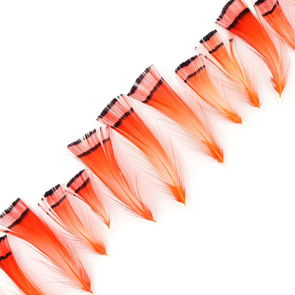 Pheasant Golden Crest Plumage 1-3.5" Orange