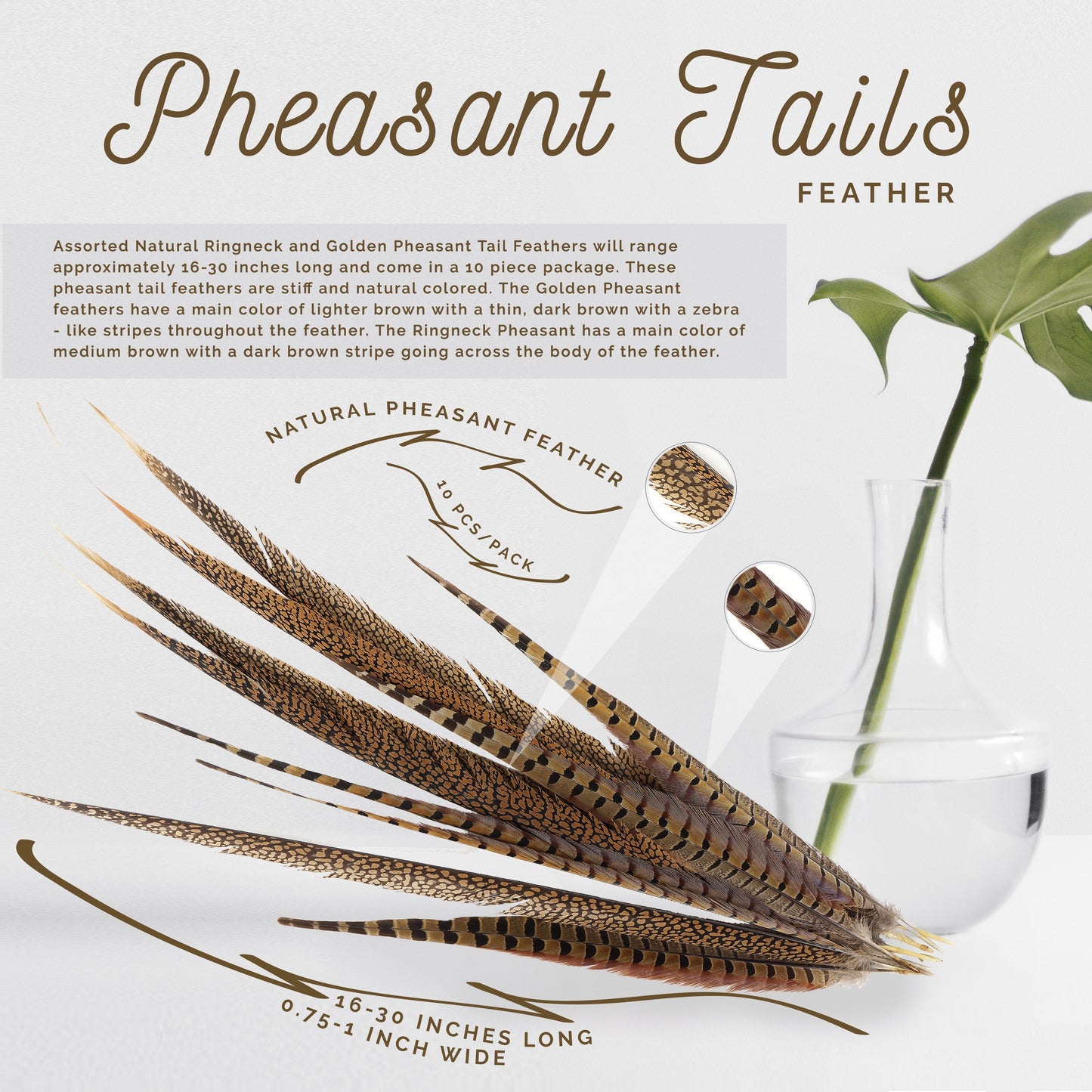 Pheasant Tails Assorted Natural -16-30"