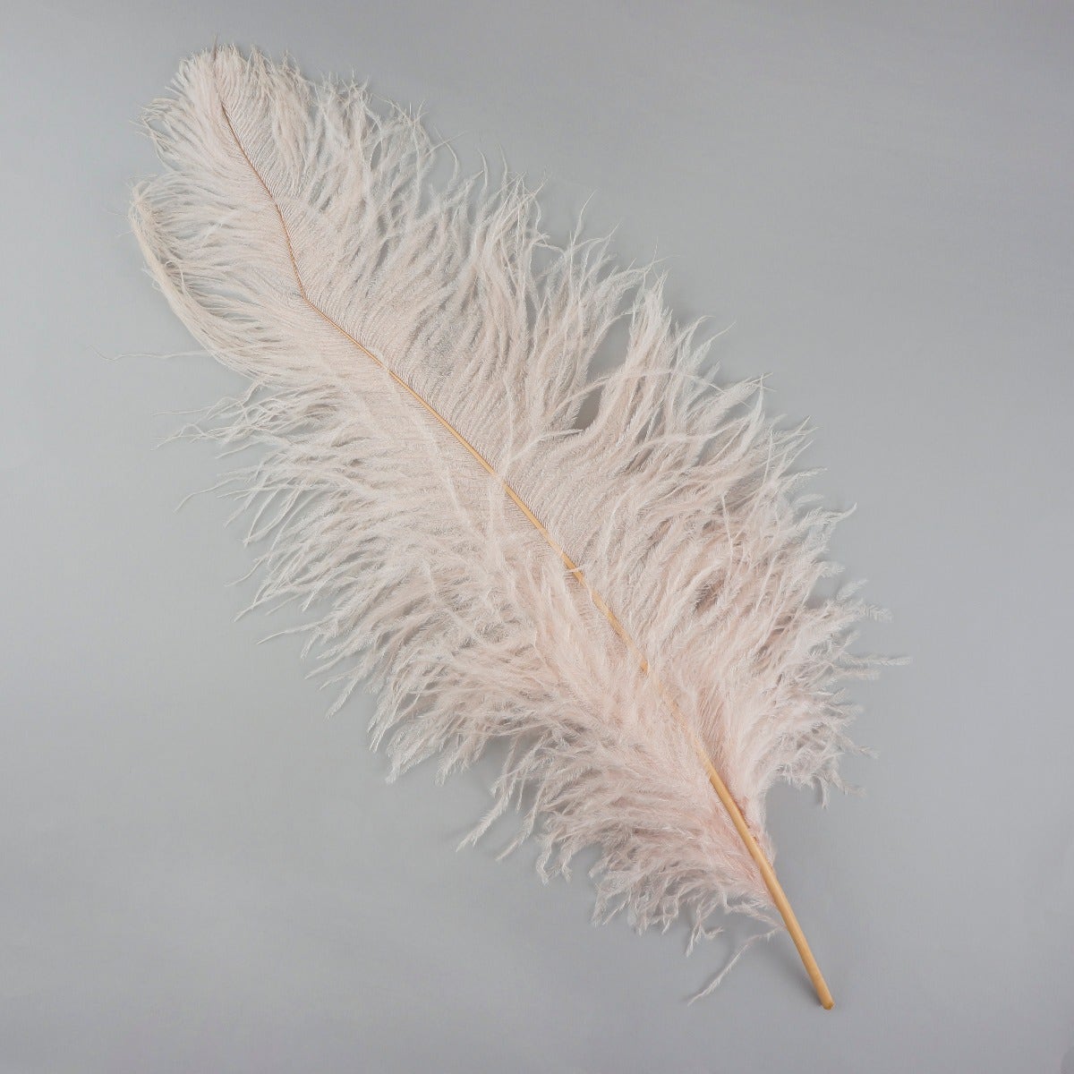 Ostrich Feathers-Damaged Femina - Champagne
