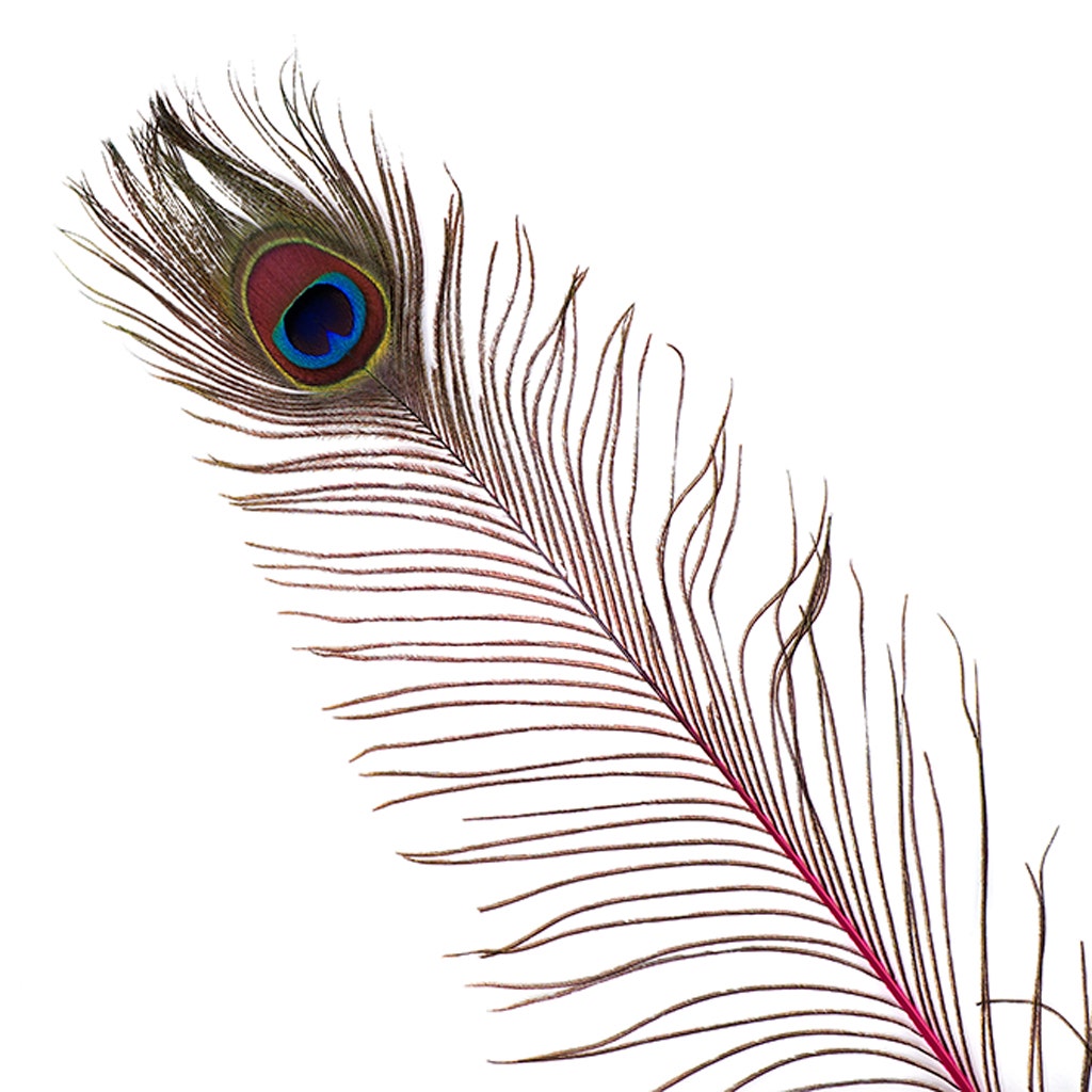 Peacock Tail Eyes Stem Dyed - 25-40 Inch - 100 PCS - Shocking Pink