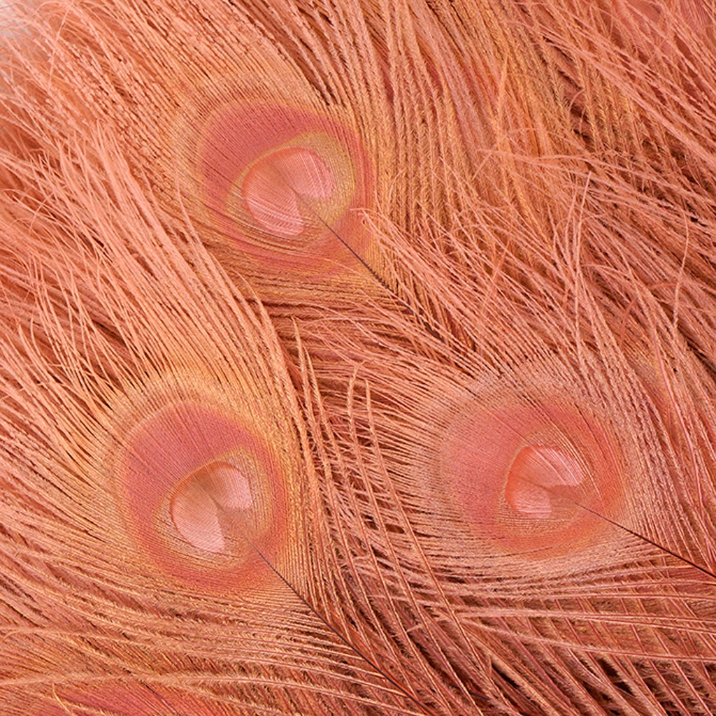 Peacock Tail Eyes Bleached Dyed - 25-40 Inch - 100 PCS - Dusty Rose