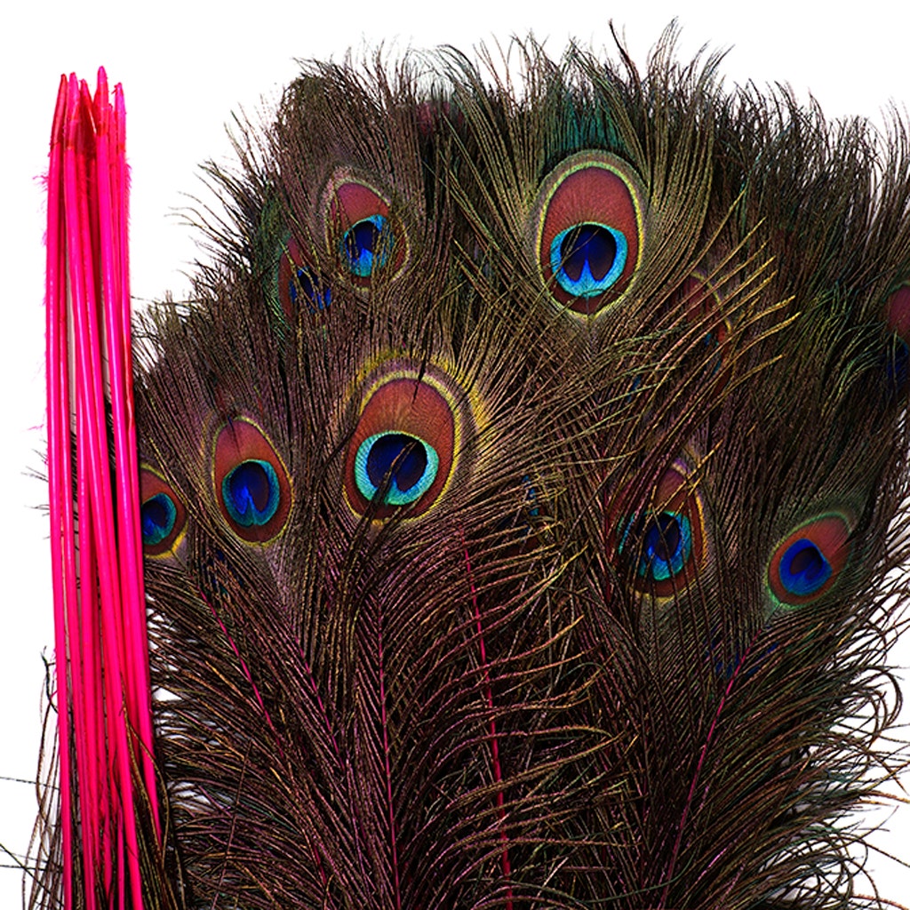 Peacock Feather Eyes Stem Dyed - 25-40 Inch - 10 PCS - Shocking Pink