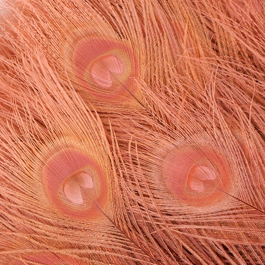 Peacock Eyes Bleached/Dyed - Dusty Rose 30-40" - 10 PC