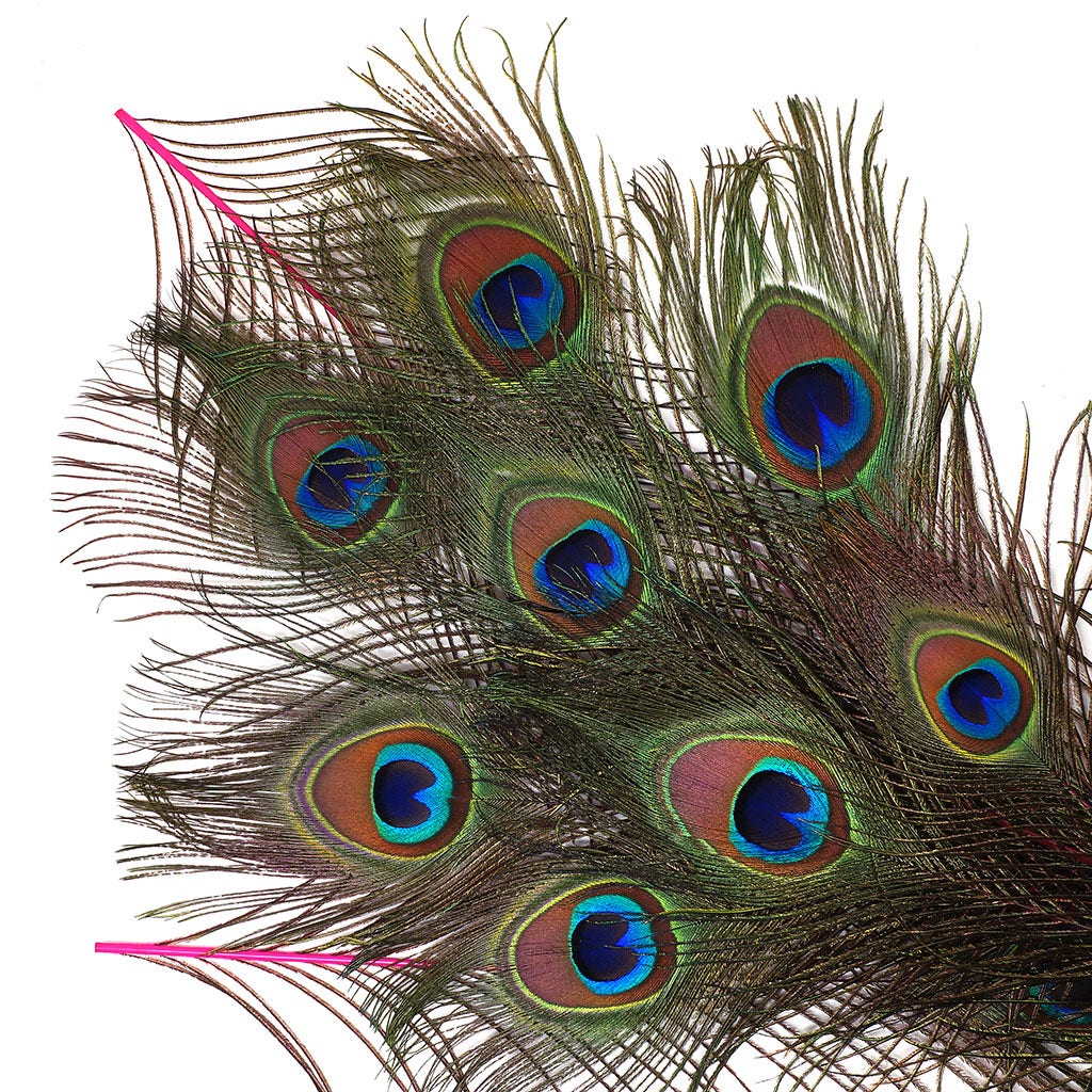 Peacock Feather Eyes Dyed Stem Shocking Pink