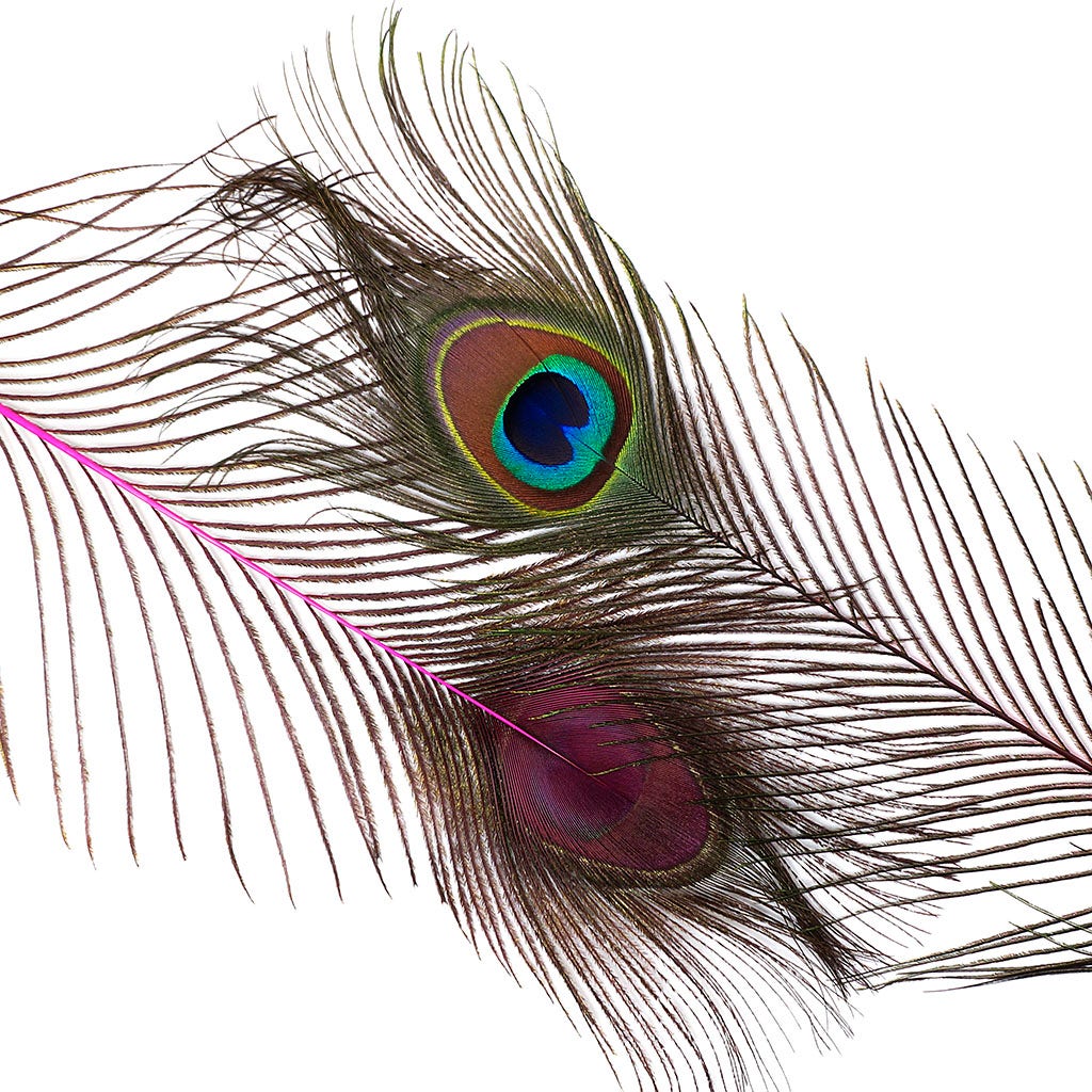 Peacock Feather Eyes Dyed Stem Shocking Pink