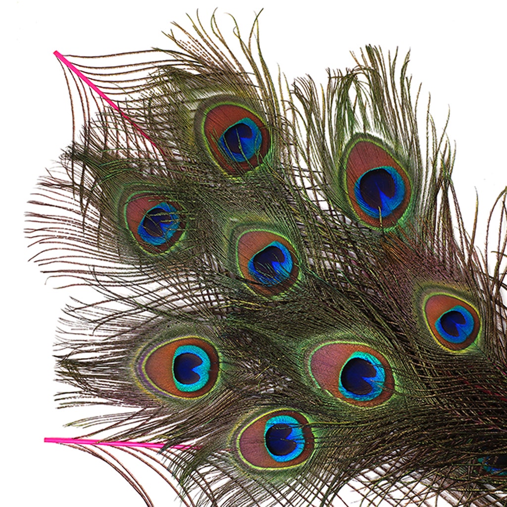 Bulk Peacock Eye Feathers (Full Eye) Stem Dyed 100 pc - 8-15" - Shocking Pink