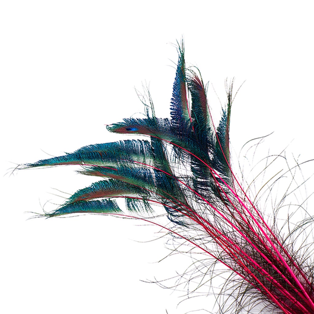 Bulk Peacock Sword Feathers Stem Dyed - 100 pc - 25-40" - Shocking Pink