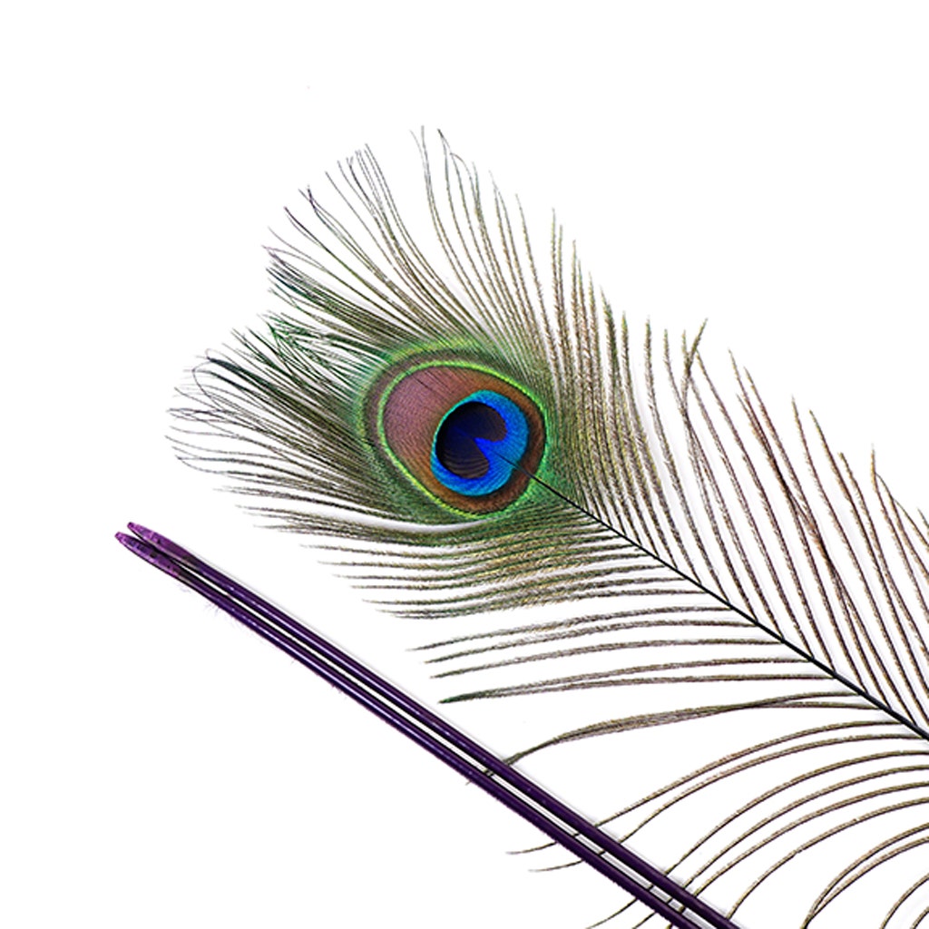 Peacock Tail Eyes Stem Dyed - 25-40 Inch - 100 PCS - Purple