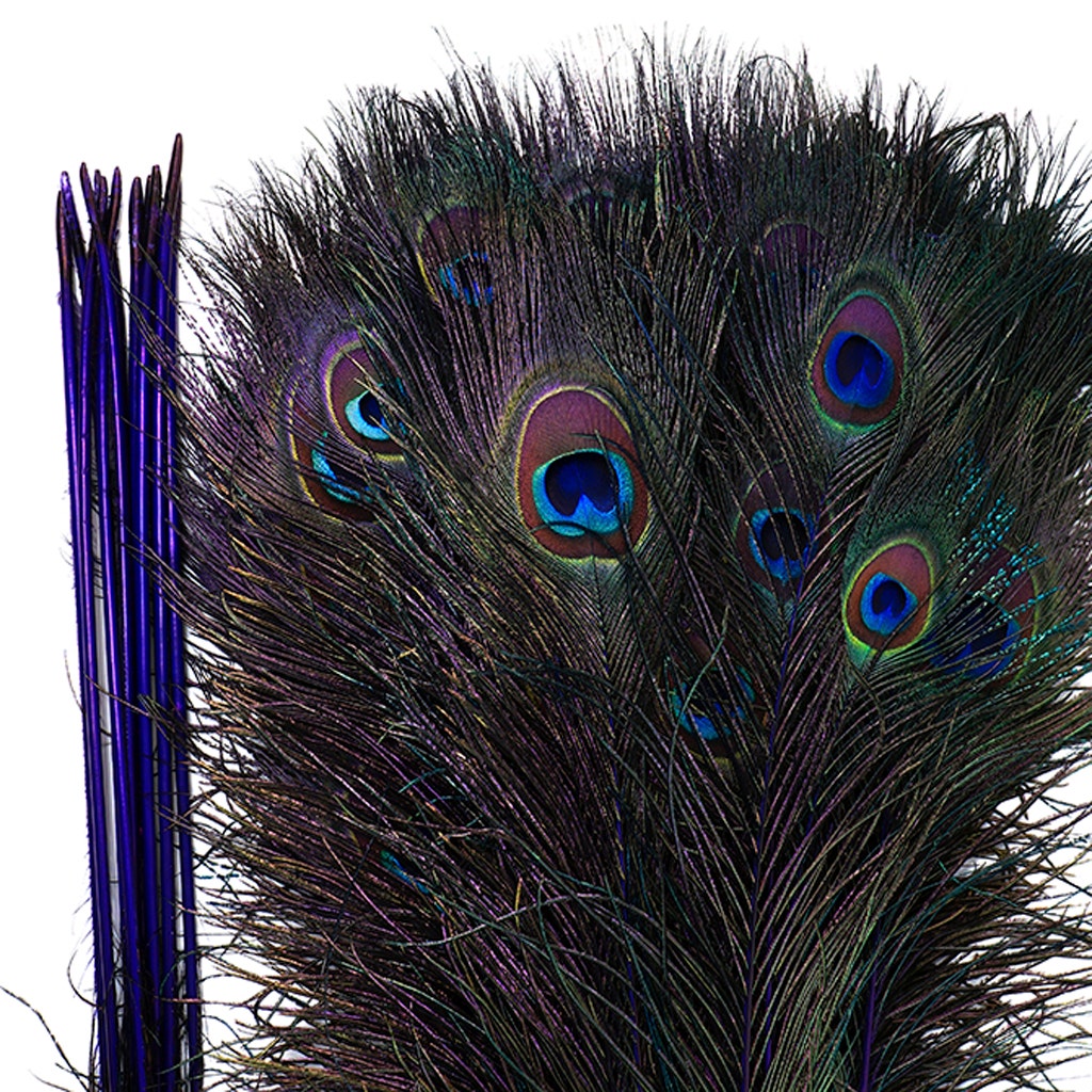 Peacock Tail Eyes Stem Dyed - 25-40 Inch - 100 PCS - Regal