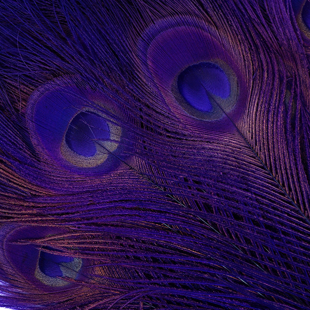 Peacock Tail Eyes Bleached Dyed - Regal