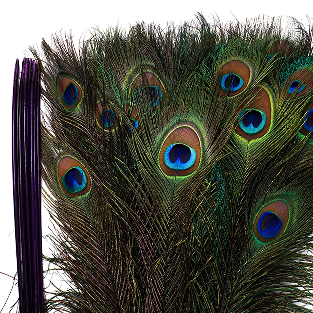 Peacock Feather Eyes Stem Dyed - Lime