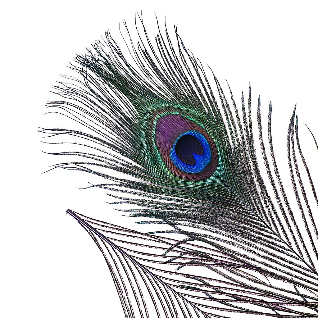 Peacock Feather Eyes Dyed Stem Regal