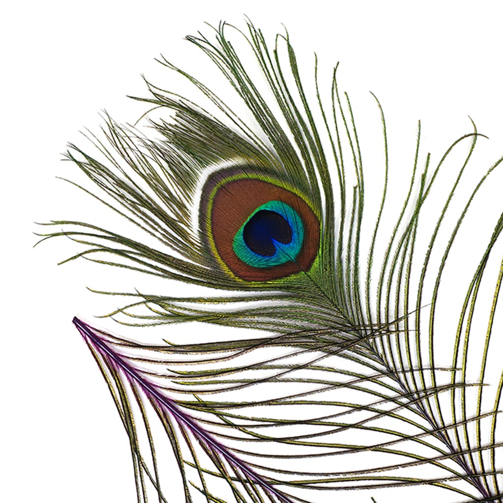 Bulk Peacock Eye Feathers (Full Eye) Stem Dyed 100 PC 8-15" - Purple