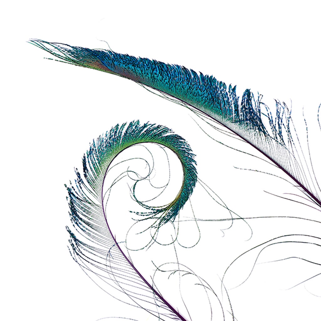 Bulk Peacock Sword Feathers Stem Dyed - 100 pc - 25-40" - Regal