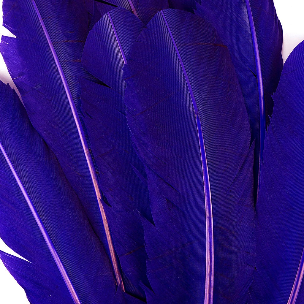 Turkey Quills Selected - Regal