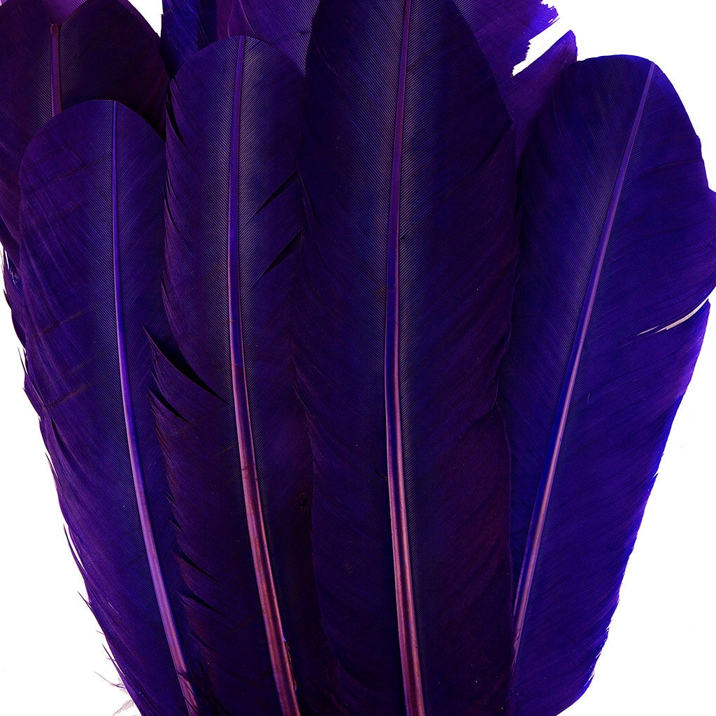 Turkey Quills Selected - Regal