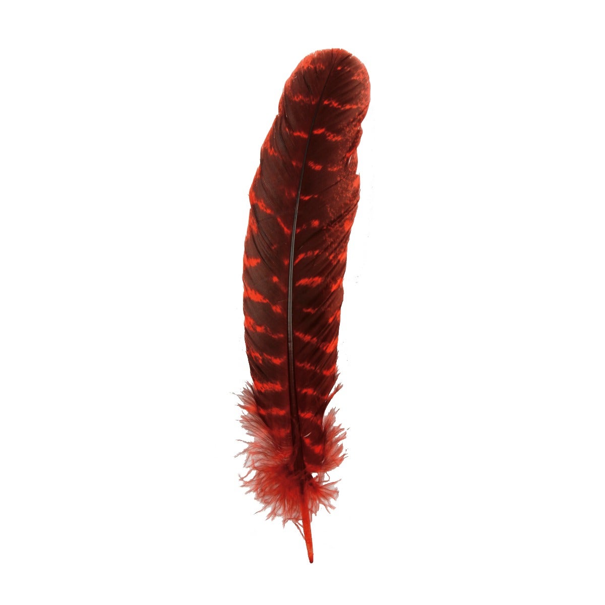 Barred Turkey Quills Wing Feathers 8-12" - Hot Red