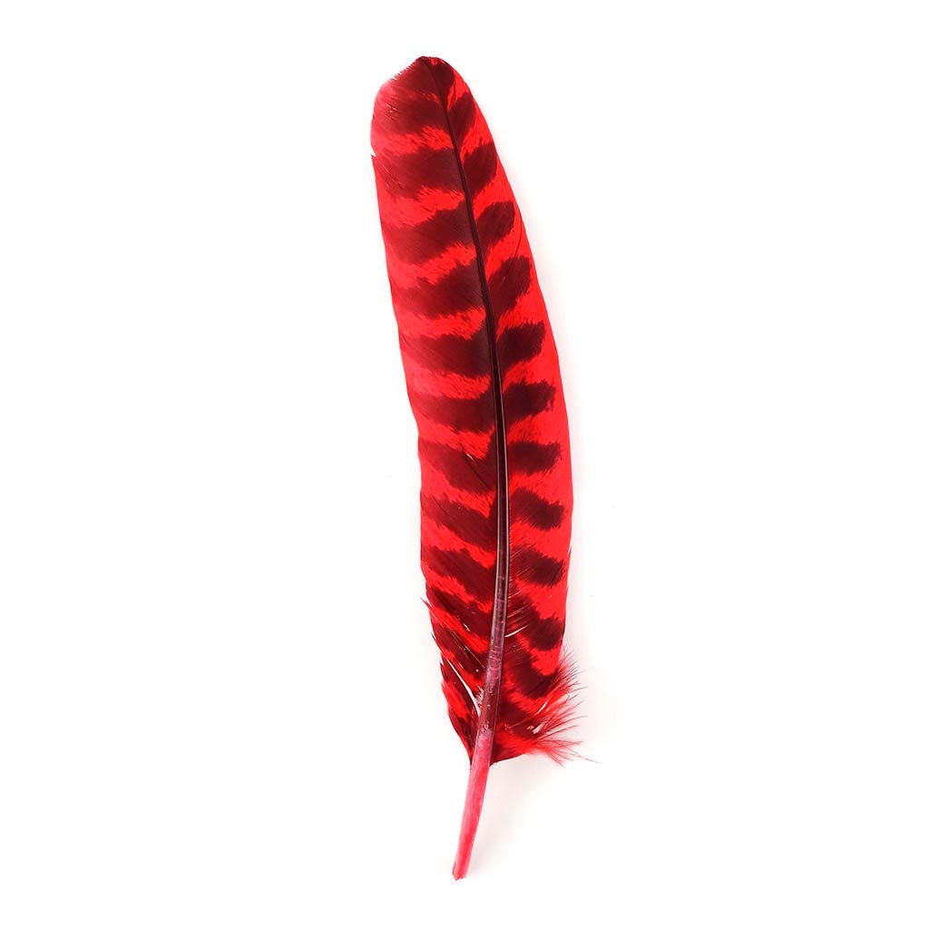 Barred Turkey Quills - Left Wing - 8-12 Inches - 12 pc - Hot Red