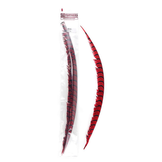 Lady Amherst Pheasant Tails Red