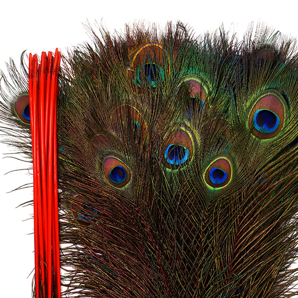 Peacock Feather Eyes Stem Dyed - 25-40 Inch - 10 PCS - Red Feathers