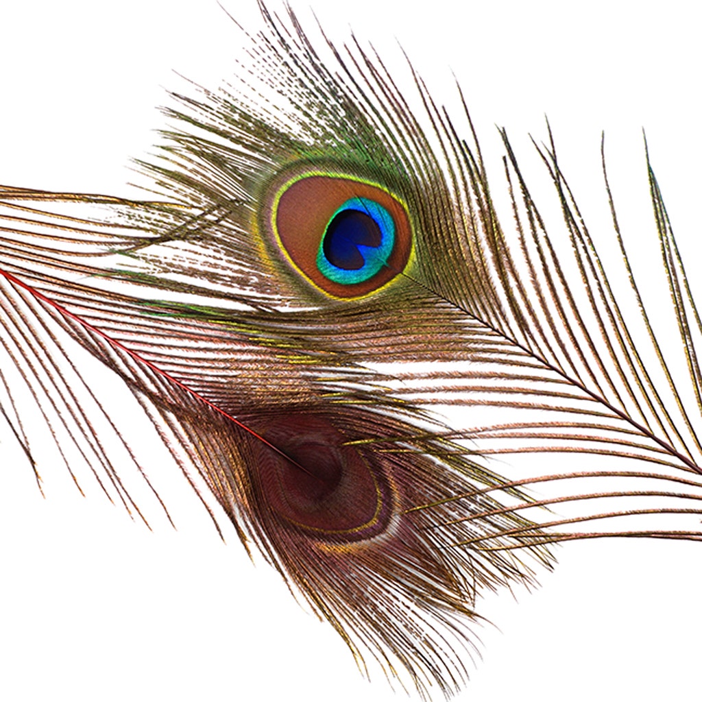 Peacock Feather Eyes Stem Dyed - 25-40 Inch - 10 PCS - Red Feathers