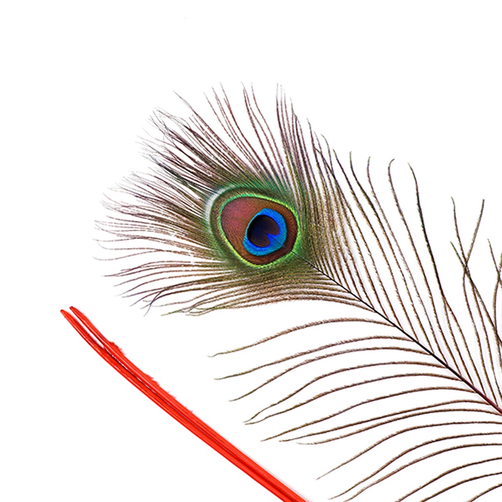 Peacock Feather Eyes Stem Dyed - 25-40 Inch - 10 PCS - Red Feathers