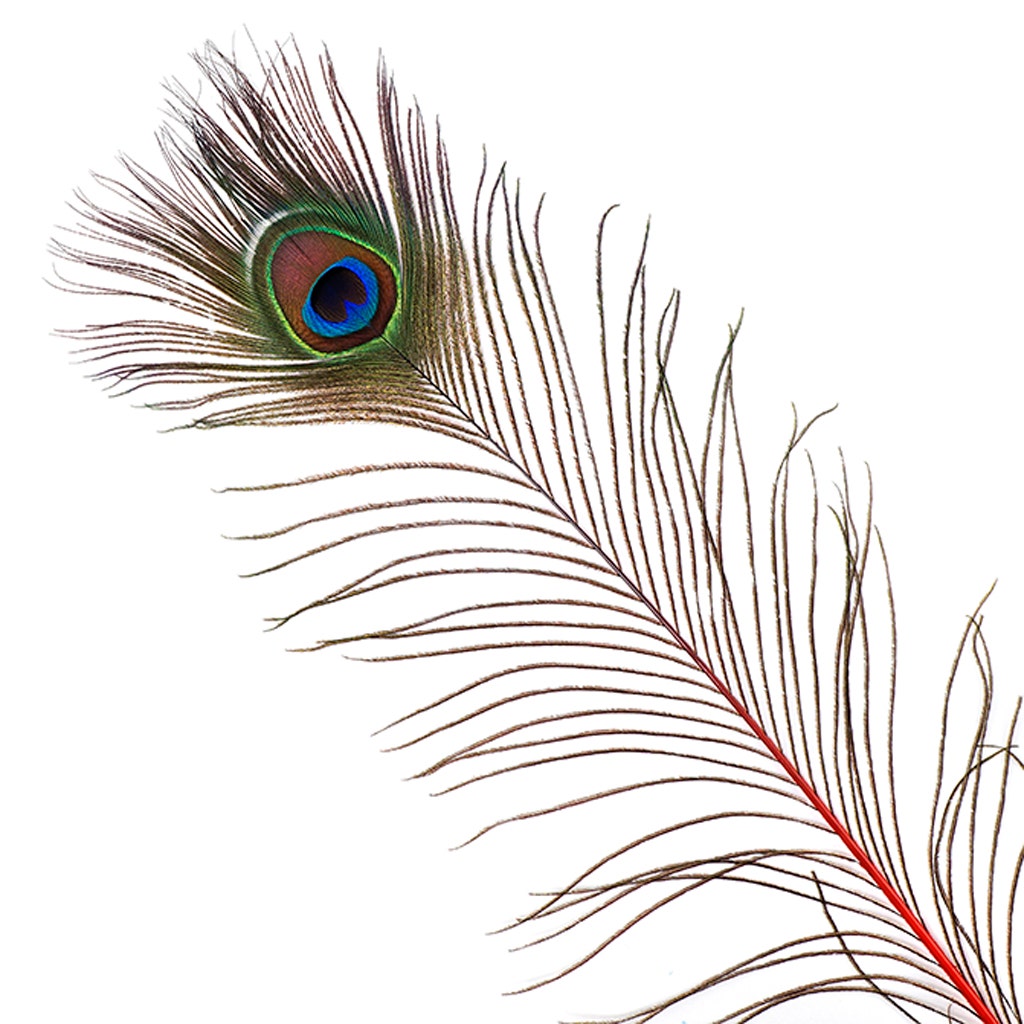 Peacock Feather Eyes Stem Dyed - 25-40 Inch - 10 PCS - Red Feathers