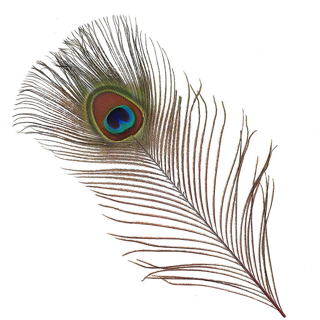 Peacock Feather Eyes Dyed Stem Red