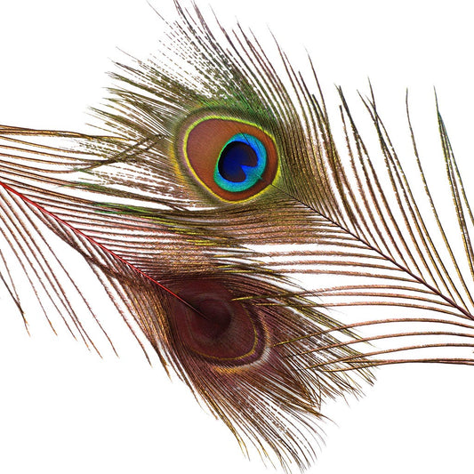 Peacock Feather Eyes Dyed Stem Red