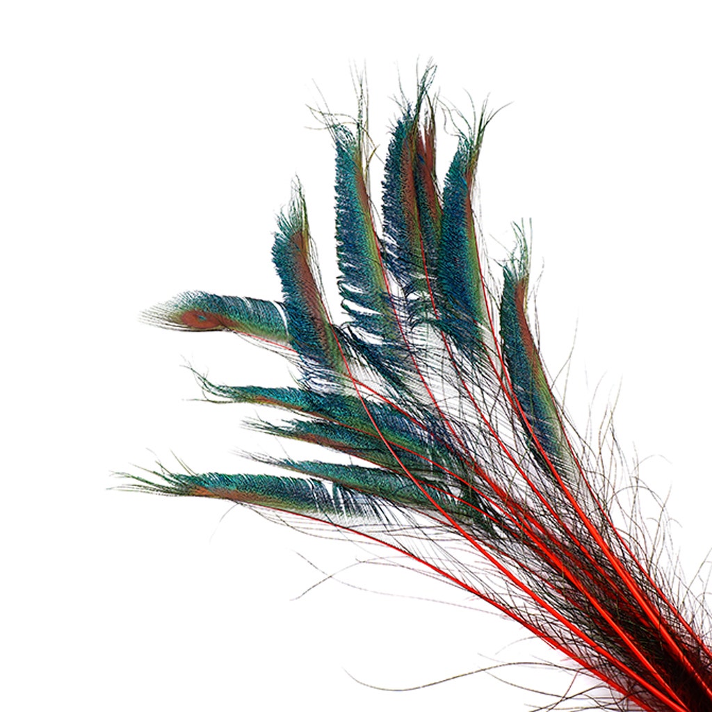 Bulk Peacock Sword Feathers Stem Dyed - 100 pc - 25-40" - Red