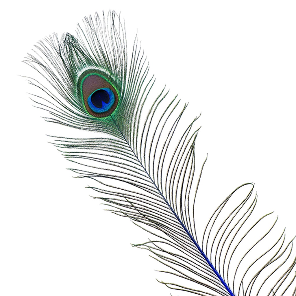 Peacock Tail Eyes Stem Dyed - 25-40 Inch - 100 PCS - Royal