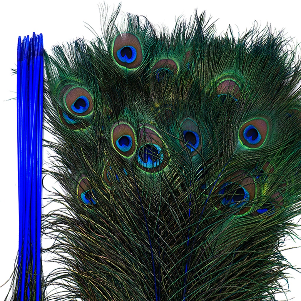 Peacock Feather Eyes Stem Dyed - 25-40 Inch - 10 PCS - Royal
