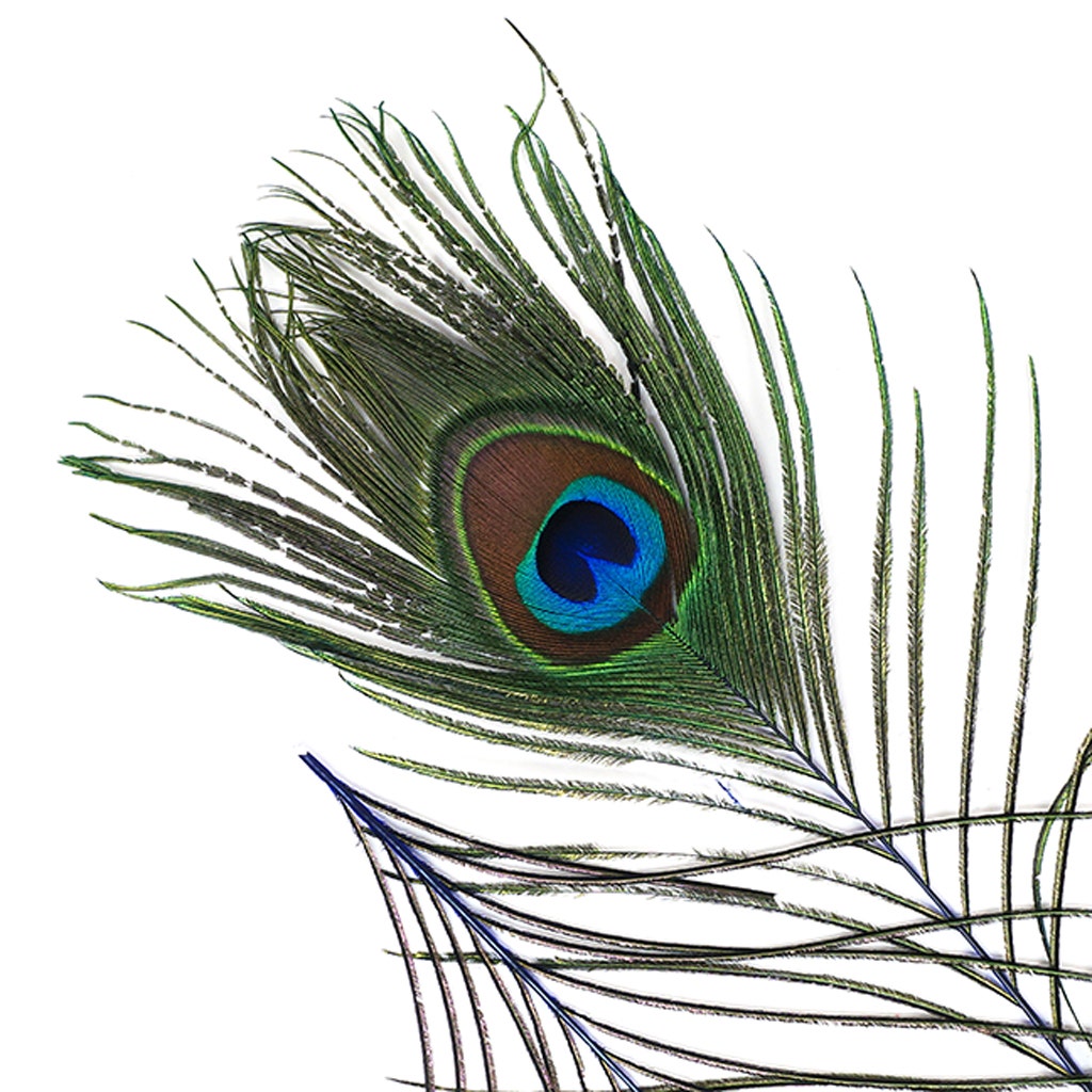 Peacock Tail Eyes Stem Dyed - Royal