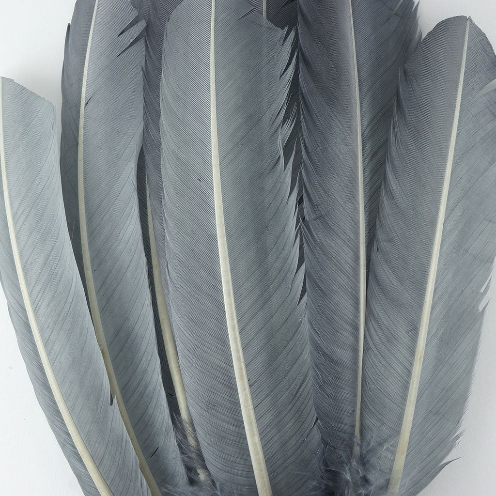 Turkey Quills by Pound - Right Wing - Silver