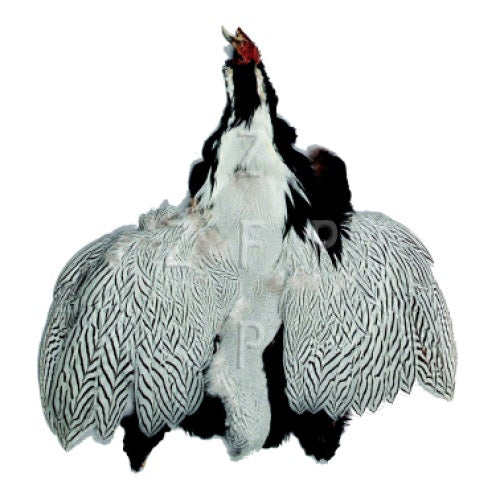 Silver Pheasant Pelts #2 - Natural