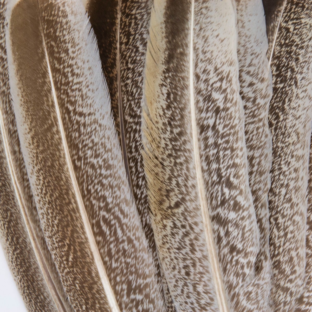 Cinnamon Turkey Quills Selected Feathers - Natural