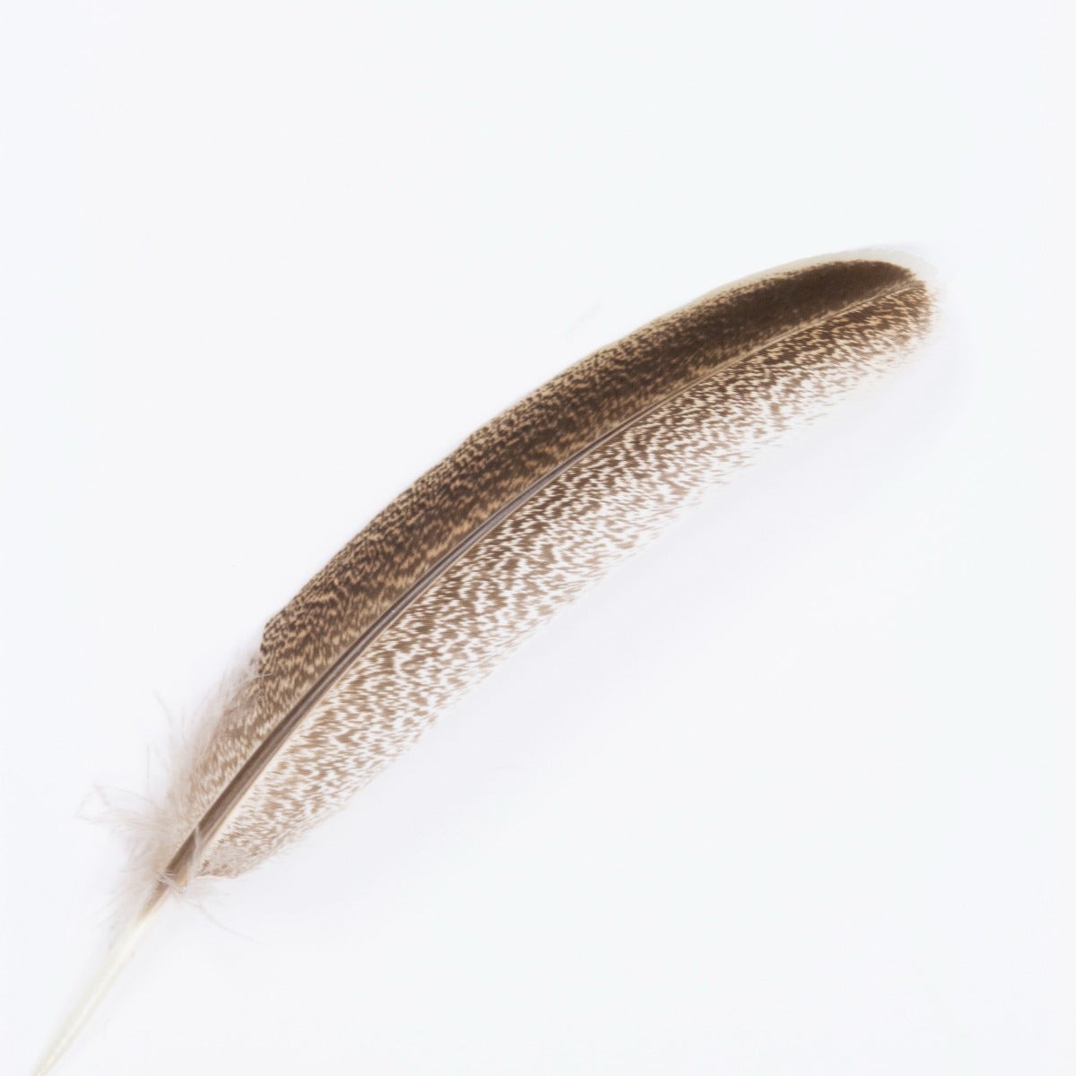 Cinnamon Turkey Quills Selected Feathers - Natural