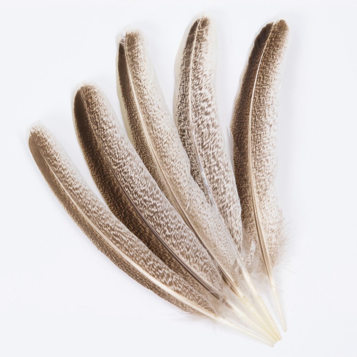 Cinnamon Turkey Quills Selected Feathers - Natural