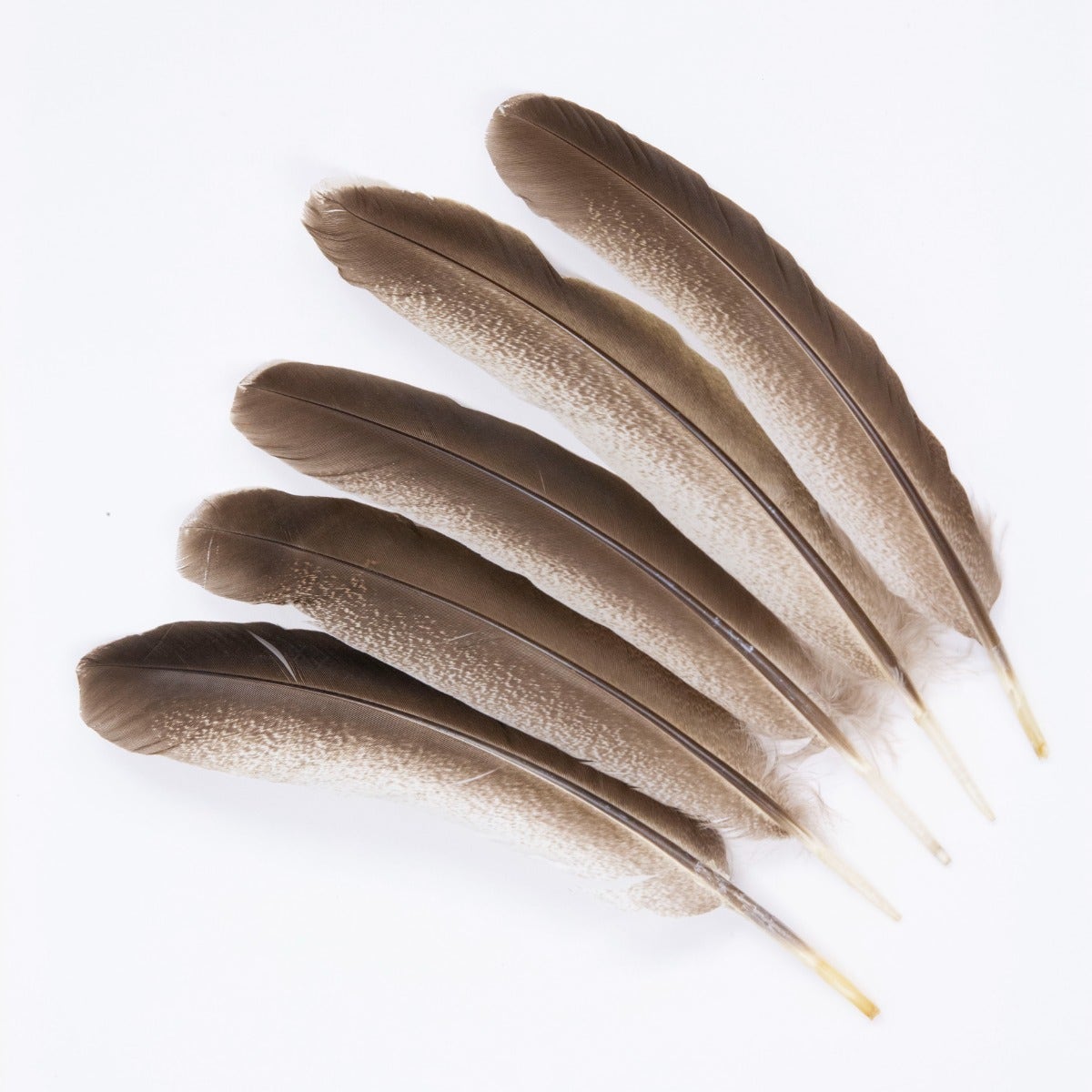Cinnamon Turkey Quills Selected Feathers - Black-Eggshell-Natural - 12 Pieces