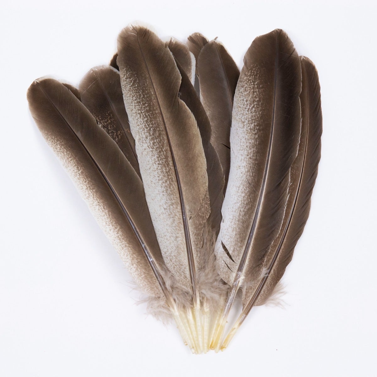 Cinnamon Turkey Quills Selected Feathers - Black-Eggshell-Natural - 12 Pieces